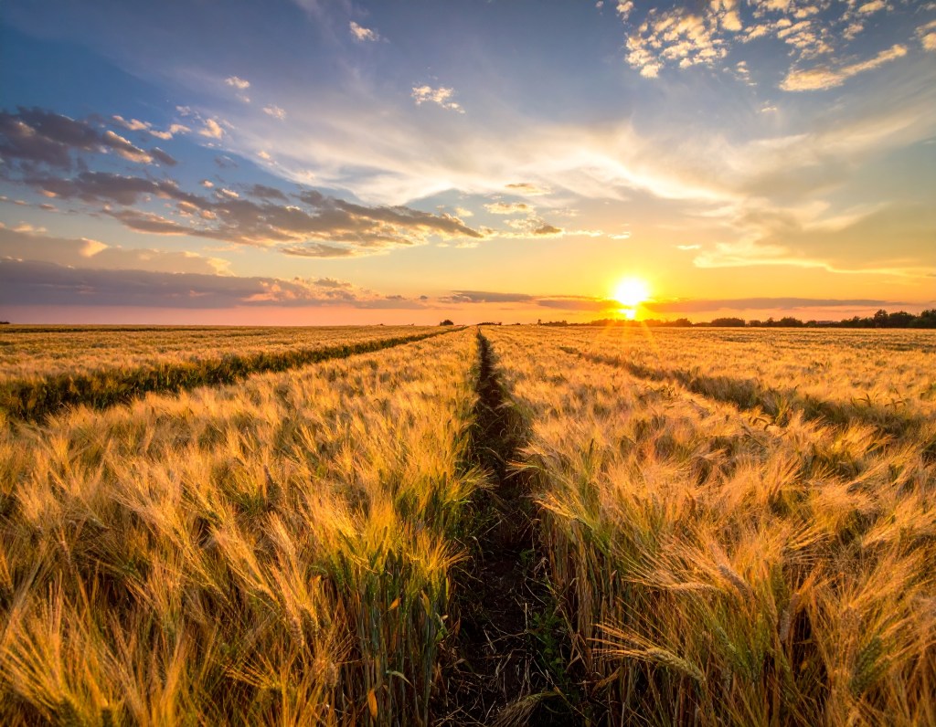 SUNSET AT THE WHEAT&nbsp;FIELDS